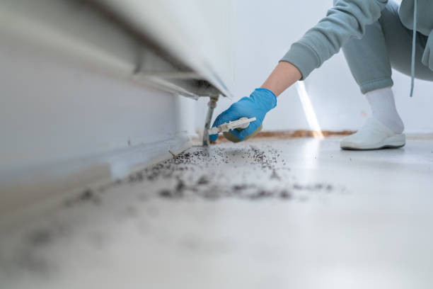Best Insect Control  in Chebanse, IL